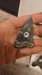 Isurus hastalis xl, Ophalen of Verzenden