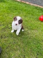 Leuke border collie pups, Dieren en Toebehoren, Honden | Herdershonden en Veedrijvers, CDV (hondenziekte), Meerdere, 8 tot 15 weken