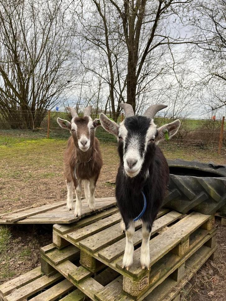 Gecastreerde bokken, Dieren en Toebehoren, Schapen, Geiten en Varkens, Geit, Mannelijk, 3 tot 5 jaar