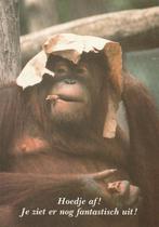 ORANG-OETAN  -  Hoedje af !, Verzamelen, Postkaarten | Dieren, Verzenden, Gelopen, Wild dier