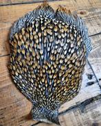 Jungle cock gezocht, Watersport en Boten, Ophalen of Verzenden