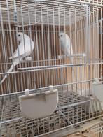 Koppel witte overjaarse grasparkieten, Dieren en Toebehoren