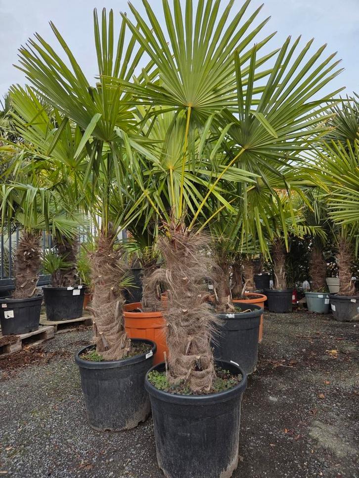 Palmboom Trachycarpus Fortunei - plantseizoen, Tuin en Terras, Planten | Bomen, Palmboom, Ophalen