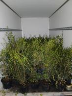 ‼️osmanthus Burkwoodii aan stuntprijzen ‼️, Tuin en Terras, Planten | Struiken en Hagen, Ophalen, Taxus