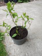 Cornus, Tuin en Terras, Ophalen
