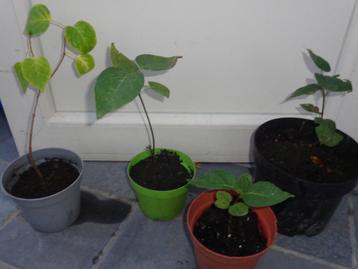 lilas blanc : jeune pousse 15 cm ou 20 cm (arbre) beschikbaar voor biedingen