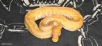 NK2025 ball python., Dieren en Toebehoren, Reptielen en Amfibieën, Slang, 0 tot 2 jaar