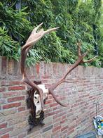 Crâne de cerf rouge XXL, bois de cerf, chasse, taxidermie en, Enlèvement, Cerf, Crâne