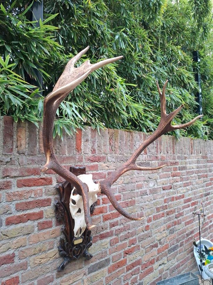 Crâne de cerf rouge XXL, bois de cerf, chasse, taxidermie en, Collections, Collections Animaux, Crâne, Cerf, Enlèvement