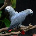 Gezocht: grijze roodstaat papegaaien, Meerdere dieren, Papegaai, Geringd