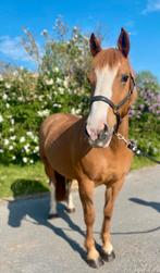 Lieve fokmerrie / weidemaatje / wandelpaard, Merrie, Minder dan 160 cm, Zadelmak, Gechipt