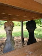 2 alpaca hengsten te koop, Juli, Mannelijk