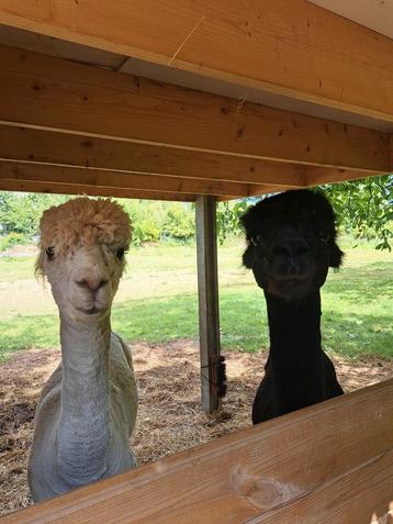 2 alpaca hengsten te koop  beschikbaar voor biedingen