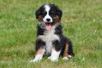 Australische Herder pups te koop - Beide ouders aanwezig, Dieren en Toebehoren, Honden | Herdershonden en Veedrijvers, België
