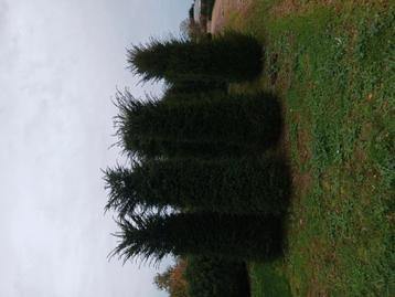 Taxus baccata 250/300 beschikbaar voor biedingen
