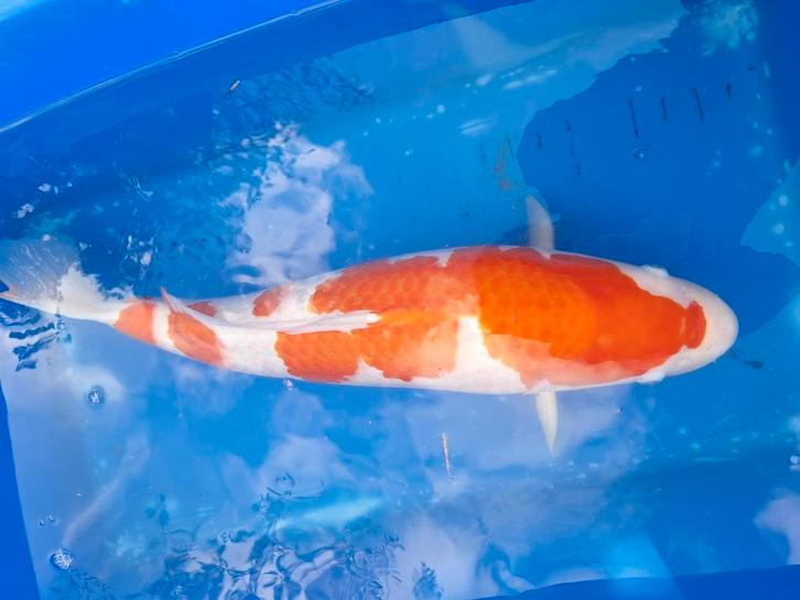 Kohaku 2 jaar 62 cm, Dieren en Toebehoren, Vissen | Vijvervissen