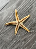 Gedroogde zeester, Verzamelen, Ophalen of Verzenden, Overige soorten, Overige typen