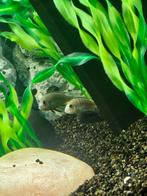Malawi cichliden 9 stuks, Dieren en Toebehoren, Vissen | Aquariumvissen, Vis, Zoetwatervis