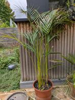 Areca palm 100cm, Huis en Inrichting, Kamerplanten, Ophalen, 100 tot 150 cm, Palm, Halfschaduw