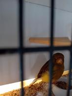 Man.gloster geringd 2024, 10€, Dieren en Toebehoren, Vogels | Kanaries