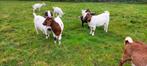 3 boeren geiten, Dieren en Toebehoren, Schapen, Geiten en Varkens