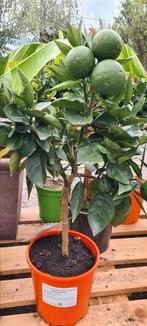 Citrus Sinensis - Sinaasappel, Ophalen