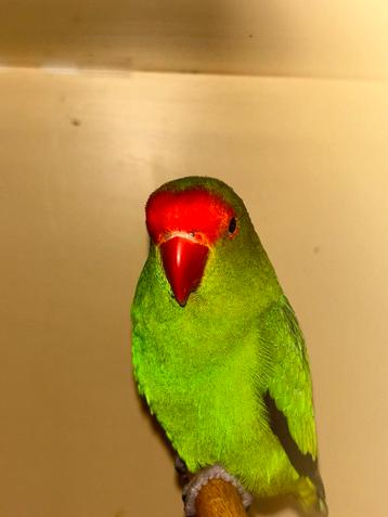 Koppel Agapornis taranta beschikbaar voor biedingen