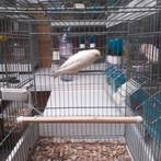 Kanarie man wit, Dieren en Toebehoren