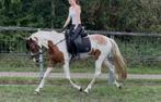 4 jarige doodbraaf E pony, Dieren en Toebehoren, Paarden, Gechipt, Minder dan 160 cm, B, Ruin