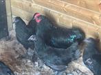 Australorp zwart, Dieren en Toebehoren