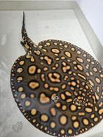Potamotrygon king henlei man 40 a 45 cm, Dieren en Toebehoren, Vissen | Aquariumvissen