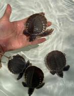 Tortue à nez de cochon(Carettochelys Insulpta), Dieren en Toebehoren, Reptielen en Amfibieën, Schildpad, 0 tot 2 jaar