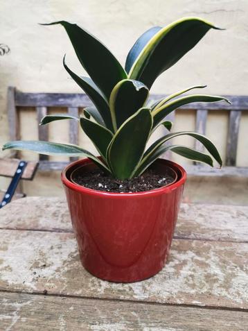 Sanseveria trifasciata jade dwarf marginata, gezonde plant  disponible aux enchères