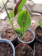 canna cleopatra, Ophalen