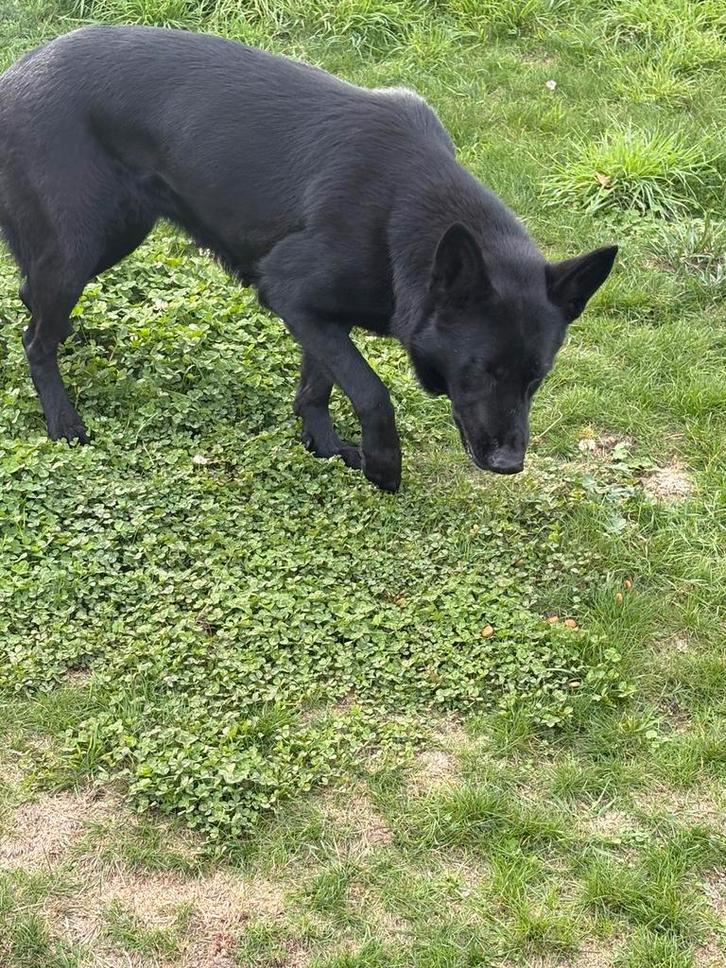 Kortharige duitse herder, Dieren en Toebehoren, Honden | Herdershonden en Veedrijvers, Teef, Herder, Fokker | Hobbymatig, Meerdere