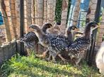 Haantjes mechelse koekoek, Dieren en Toebehoren, Pluimvee, Mannelijk, Kip