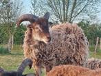 Blonde Soay ram (2024), Dieren en Toebehoren, Schapen, Geiten en Varkens, Mannelijk, Schaap, 0 tot 2 jaar