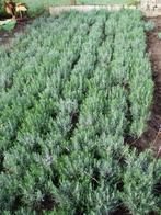 dikke bossen lavendel ,uit volle grond vanaf 1.20€, Volle zon, Vaste plant, Lente, Ophalen