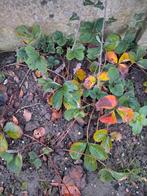 30 fraisiers de Wepion de 2 ans, Enlèvement