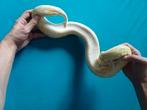 Koningspython Albino, Black pastel, Cinnamon, Dieren en Toebehoren, Met terrarium