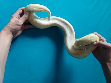 Python roi albinos, pastel noir, cannelle, Animaux & Accessoires, Reptiles & Amphibiens, Avec terrarium