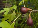 BUISSONS DE FIGUES "TURCA (NERO)", 15€/pc, ENVOI POSSIBLE, Plein soleil, Enlèvement ou Envoi, Plantes fruitières, Plante fixe