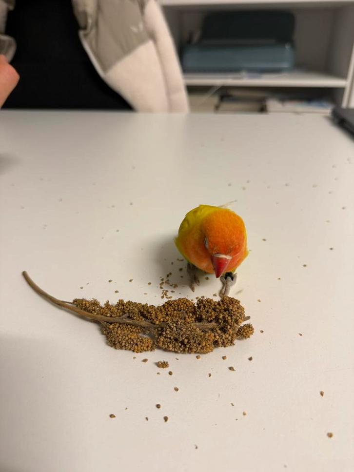 Half Tam jonge  dwergpapegaai, Animaux & Accessoires, Oiseaux | Perruches & Perroquets, Perroquet nain ou Inséparable, Domestique