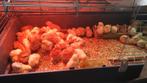 dag kuikentjes 10 verschillende rassen uitkomst 24 juni, Dieren en Toebehoren, Pluimvee, Vrouwelijk, Kip