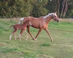 diversen Merries en Jaarlingen, Dieren en Toebehoren, Meerdere dieren, Dressuurpaard, Gechipt