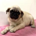 Mops pups te koop (teefjes), Dieren en Toebehoren, 15 weken tot 1 jaar, Buitenland, Meerdere, Overige rassen