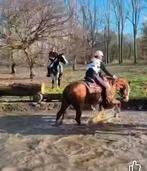 2 prachtige APHA paarden, Dieren en Toebehoren, Minder dan 160 cm, Met stamboom, Zadelmak, 3 tot 6 jaar
