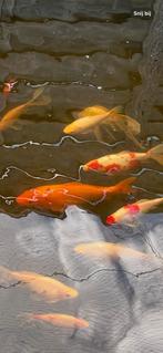 6 tal koi, Dieren en Toebehoren, Vissen | Vijvervissen, Karper of Koi