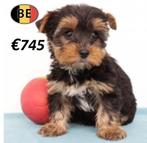 Yorkshire - Adrables chiots belges à vendre, Commerçant, Yorkshire Terrier, 8 à 15 semaines, Plusieurs