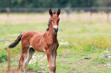 PRE beloftevol hengstveulen beschikbaar voor biedingen